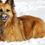 Perro tumbado en la nieve