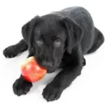 Perro comienzo manzana