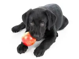 Manzana para perros