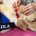 Laika perra de terapia de Maylos Rodrigo