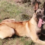 Simba perra de la guardia civil