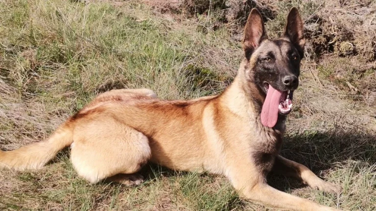Simba perra de la guardia civil