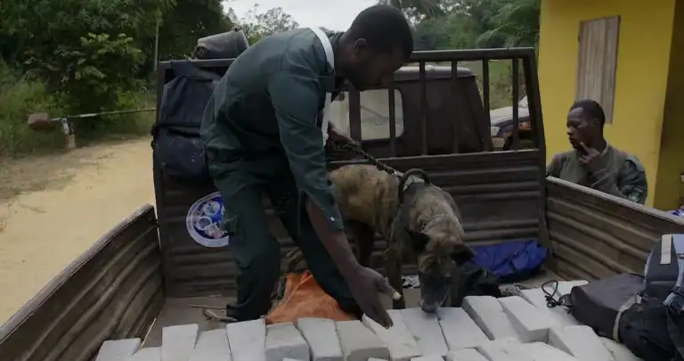 Método guau adiestra a la primera unidad canina para luchar contra el tráfico ilegal de especies en el Congo