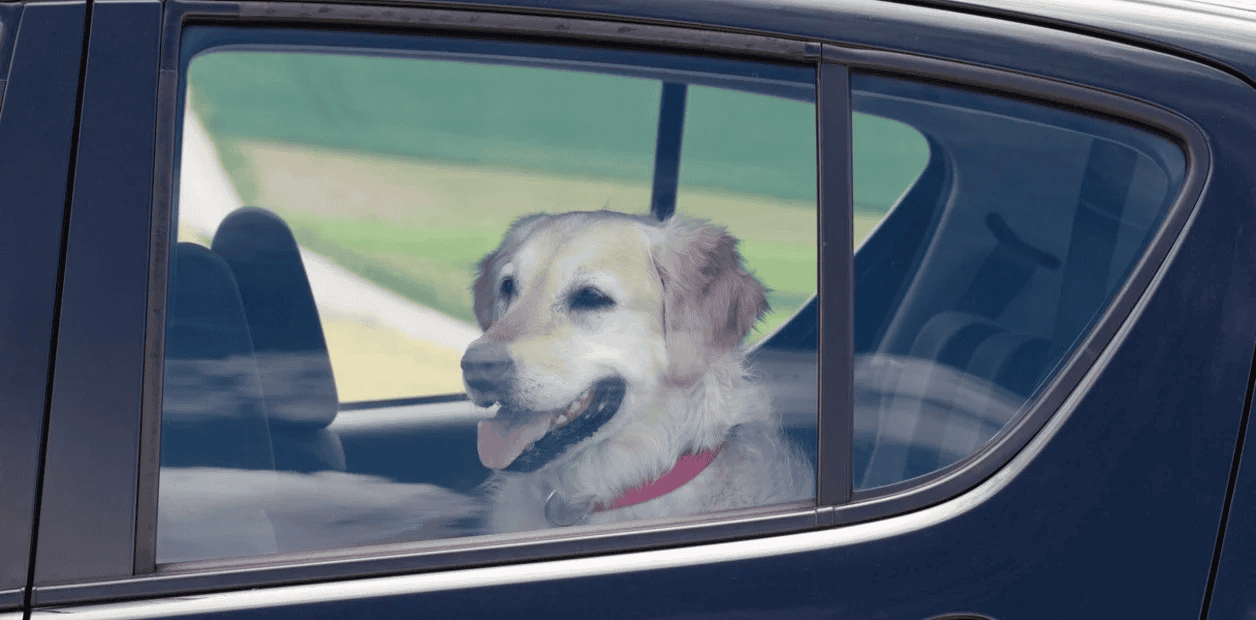 Viajar con perro en Cabify
