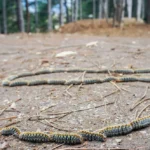 Oruga procesionaria del pino desplazándose en fila sobre el suelo en parque urbano de España