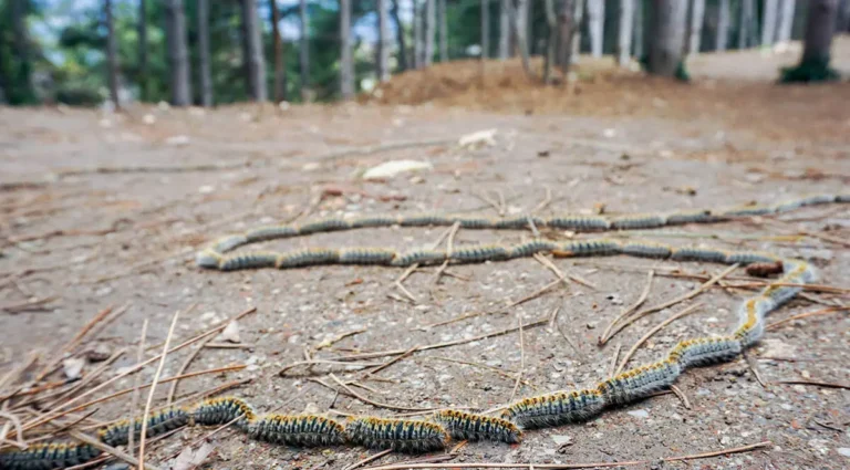 Oruga procesionaria del pino desplazándose en fila sobre el suelo en parque urbano de España