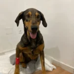 Perro de la Asociación Animales Abandonados en Toro