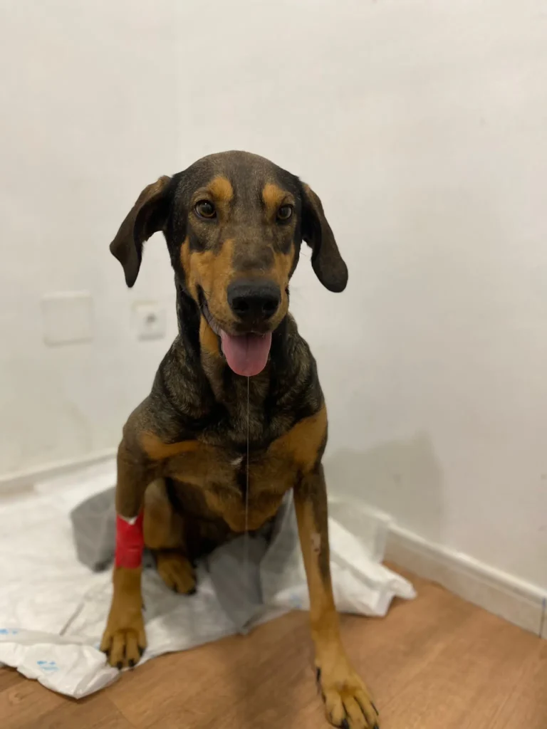 Perro de la Asociación Animales Abandonados en Toro