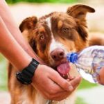 Golpe de calor en perros