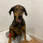 Perro en adopción