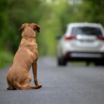 Perro abandonado en la carretera
