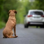 Perro abandonado en la carretera