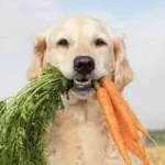 Beneficios de la zanahoria en perros