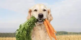 Zanahoria como Alimento Beneficioso para Perros