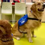 Perros de terapia asistida de la Asociación "Perros Azules"
