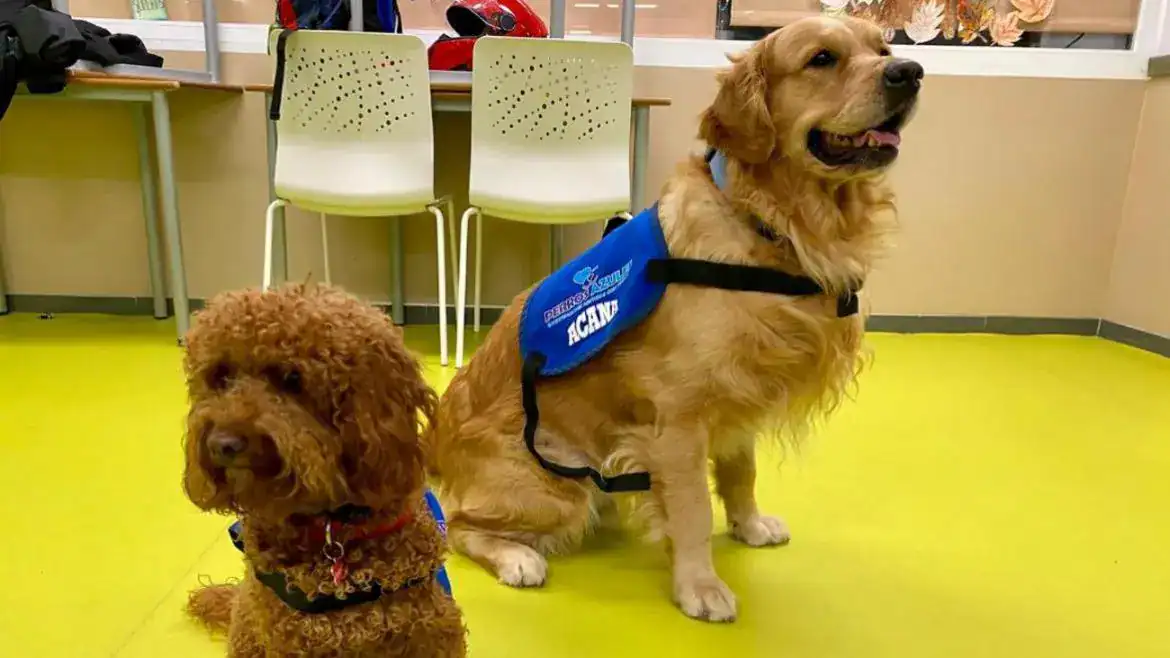 Perros de terapia asistida de la Asociación "Perros Azules"