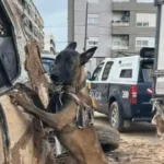 Héroes de cuatro patas en la tragedia de la DANA