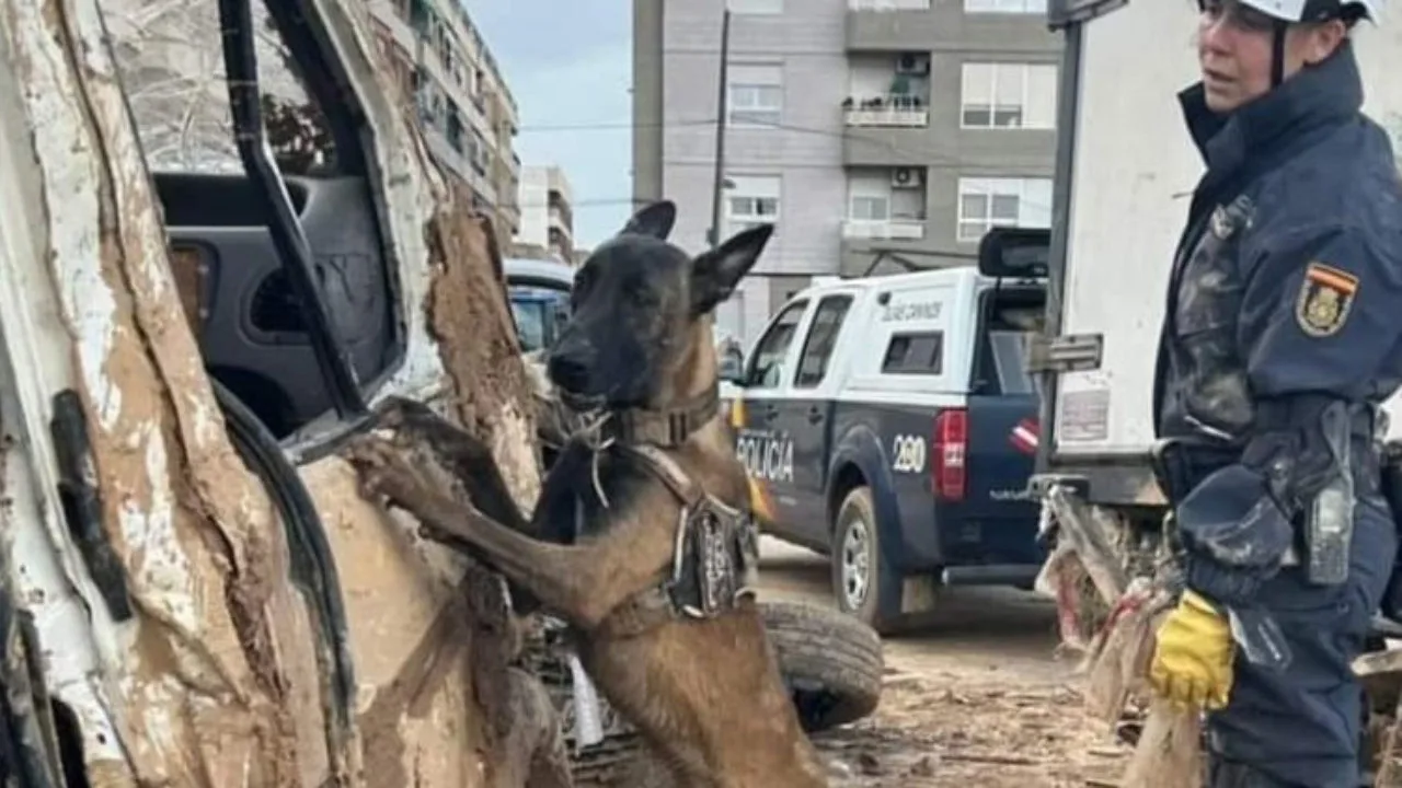 Héroes de cuatro patas en la tragedia de la DANA