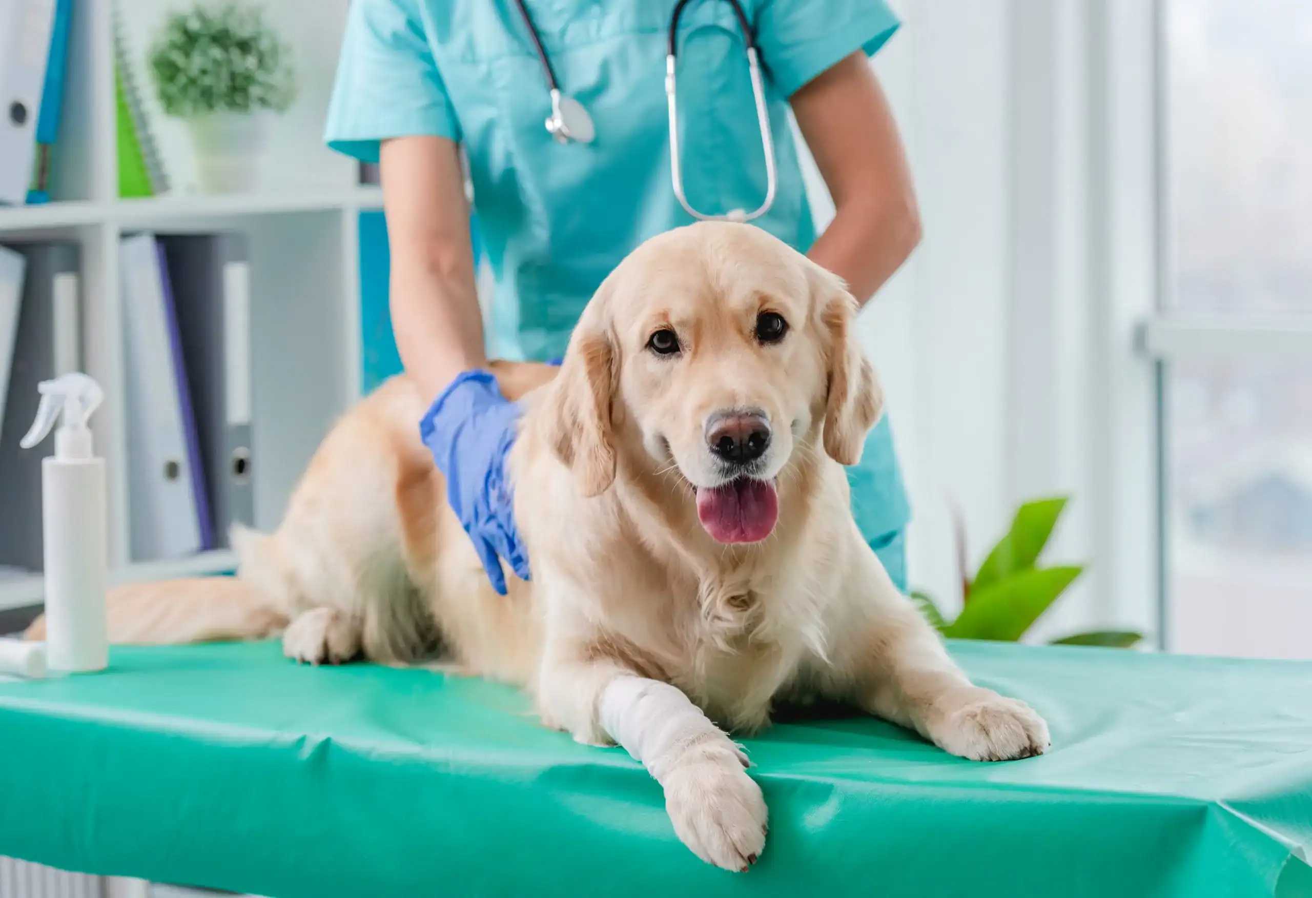 Trasplantes fecales mitigan TDAH y ansiedad en perros epilépticos