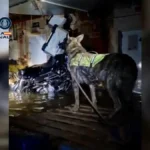 Niyum guía canino en una balsa improvisada