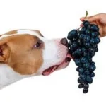 Uvas para perros