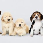 cachorros de perros