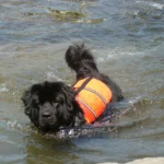 Terranova perro de rescate acuático