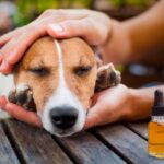 Aceite de CBD para perros