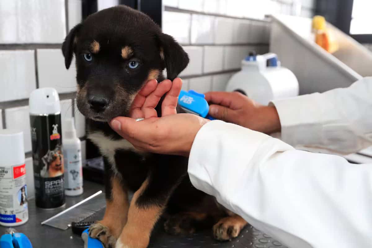 Veterinario leyendo el chip a un perro