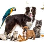 Ley del bienestar animal compañía