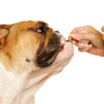 Aumento del consumo de drogas de abuso en perros