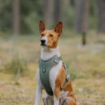 El Basenji El Perro que No Ladra y Su Fascinante Historia