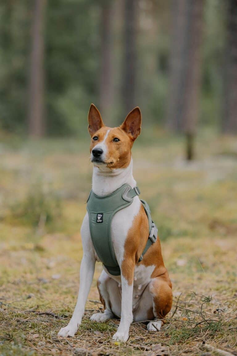 Banseji, el perro que no ladra