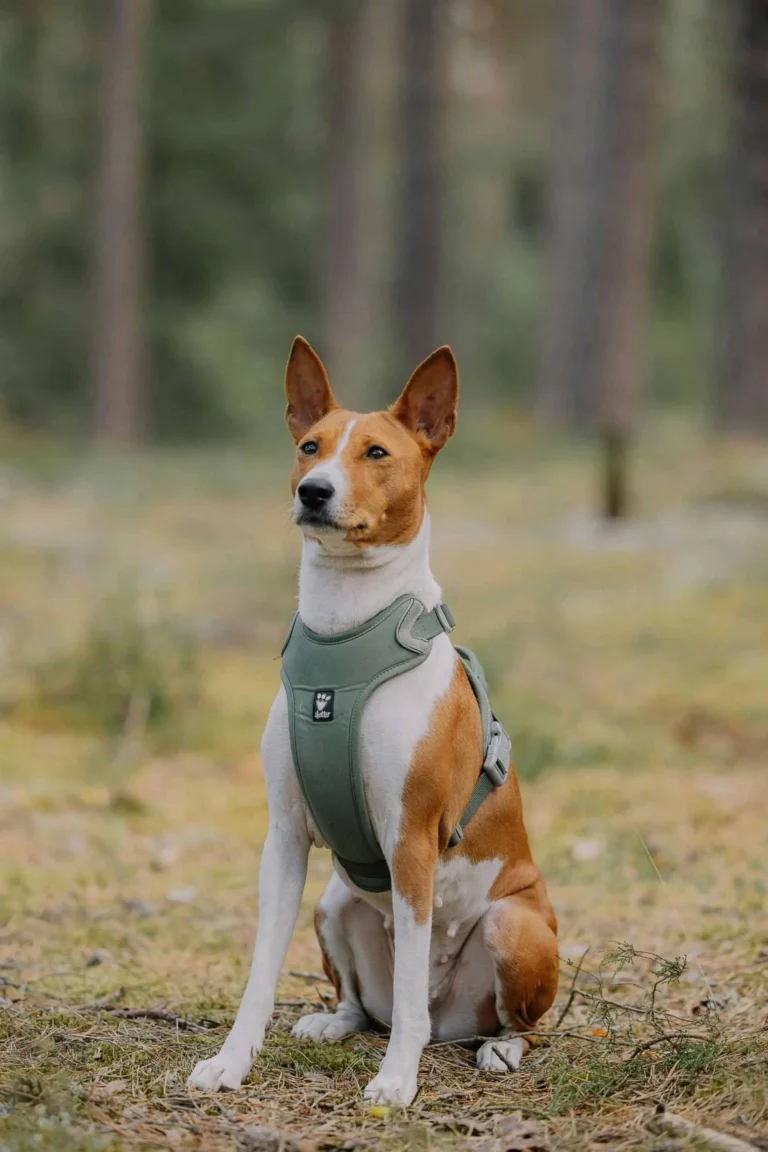 El Basenji El Perro que No Ladra y Su Fascinante Historia