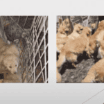 nueva ley en puerta, LomBom moviliza al ecosistema empresarial contra el maltrato animal
