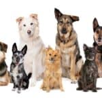 El carácter de los perros no depende de su raza