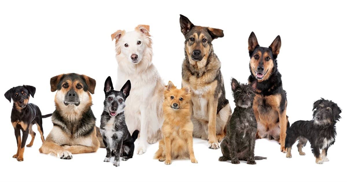 El carácter de los perros no depende de su raza