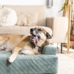 Cómo Cuidar a tu Perro con Osteoartritis