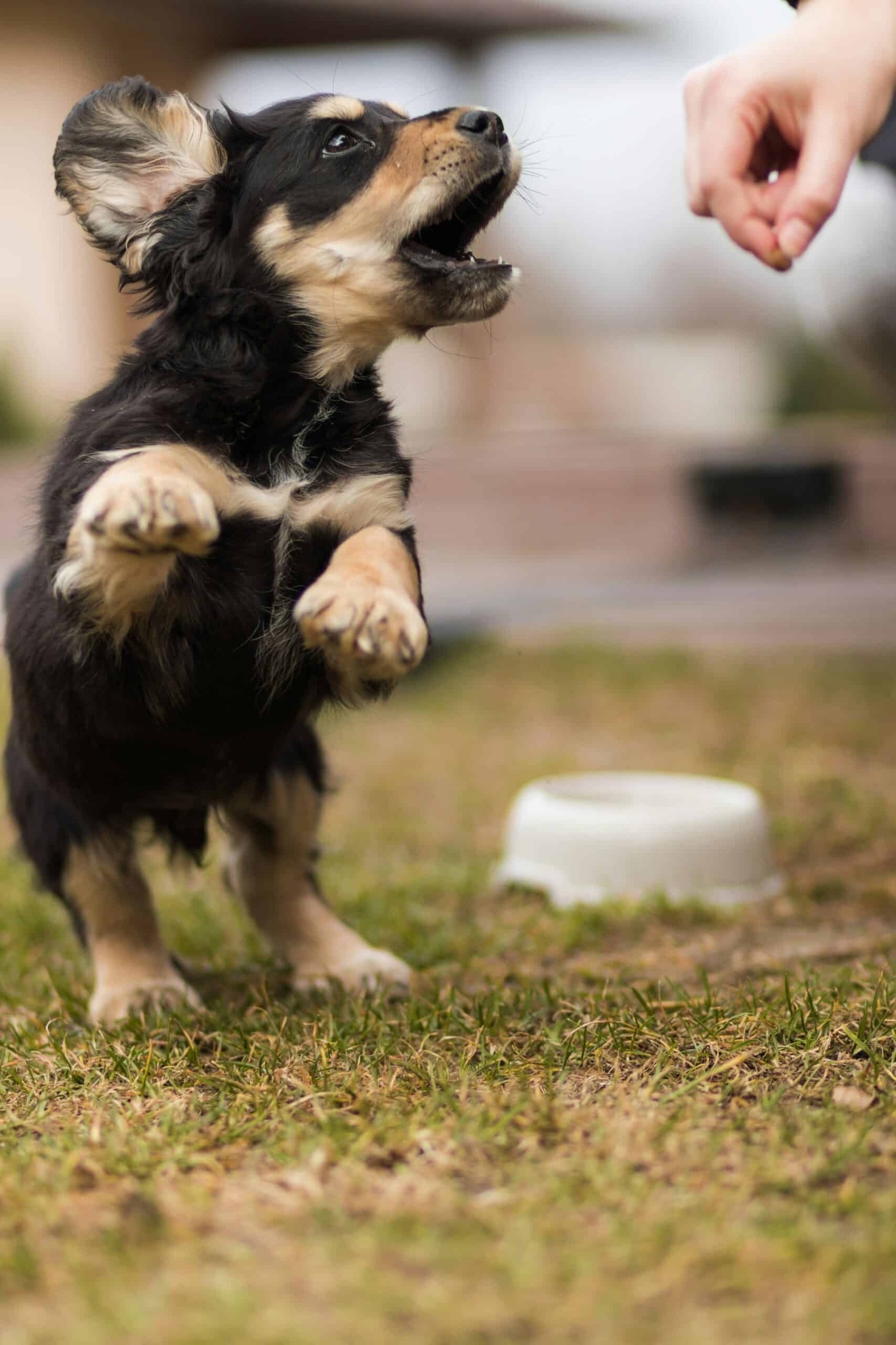10 consejos para un cachorro sano y bien educado