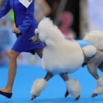 La RSCE organiza la mayor exposición canina internacional en Madrid el 24 y 25 de mayo