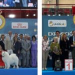 Samoyedo y Affenpinscher, campeones en la Exposición Internacional Canina 2025