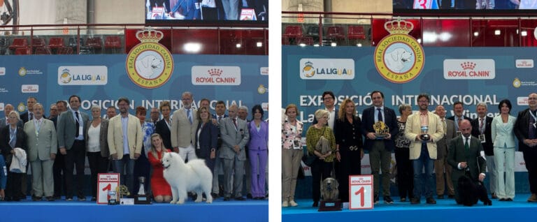 Samoyedo y Affenpinscher, campeones en la Exposición Internacional Canina 2025