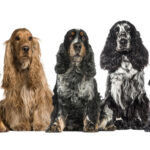 Staffordshire Bull Terrier y el Cocker Spaniel Inglés