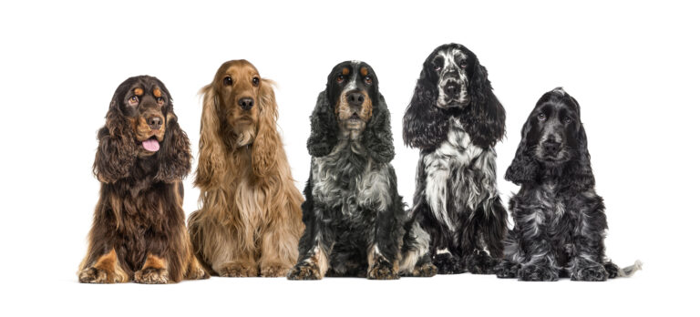Staffordshire Bull Terrier y el Cocker Spaniel Inglés