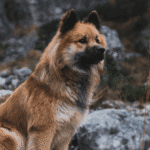 exposición internacional canina RSCE