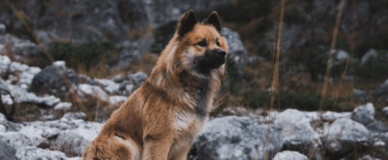 exposición internacional canina RSCE
