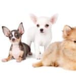 Razas de perros pequeños y cariñosos