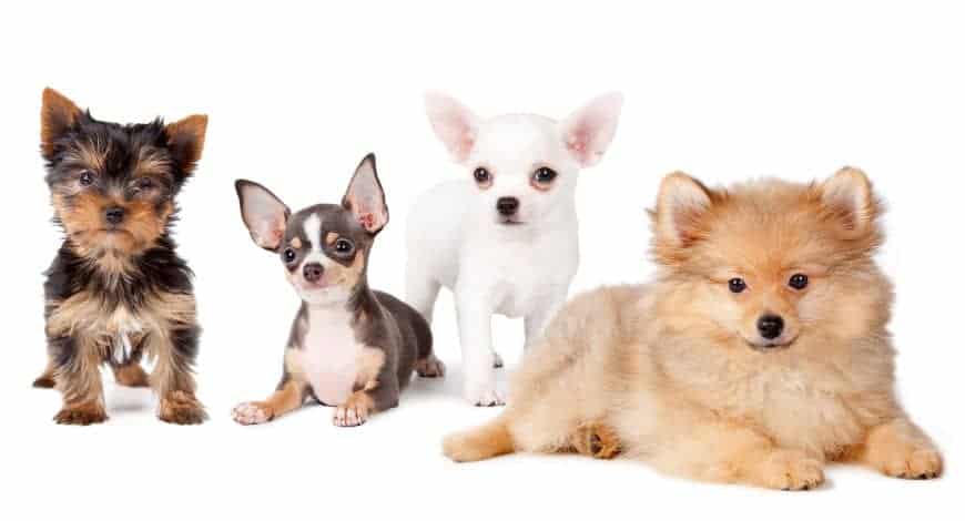 Razas de perros pequeños y cariñosos