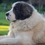 La RSCE alerta sobre la protección de perros ante la ola de calor