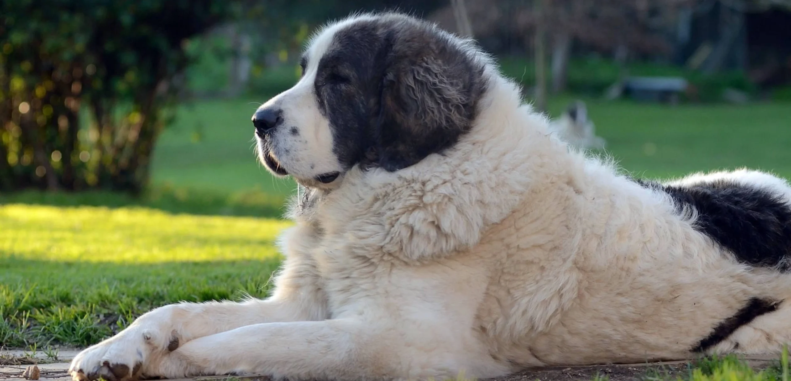 La RSCE alerta sobre la protección de perros ante la ola de calor